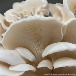 https://www.visitphilly.com/things-to-do/events/kennett-square-mushroom-festival/